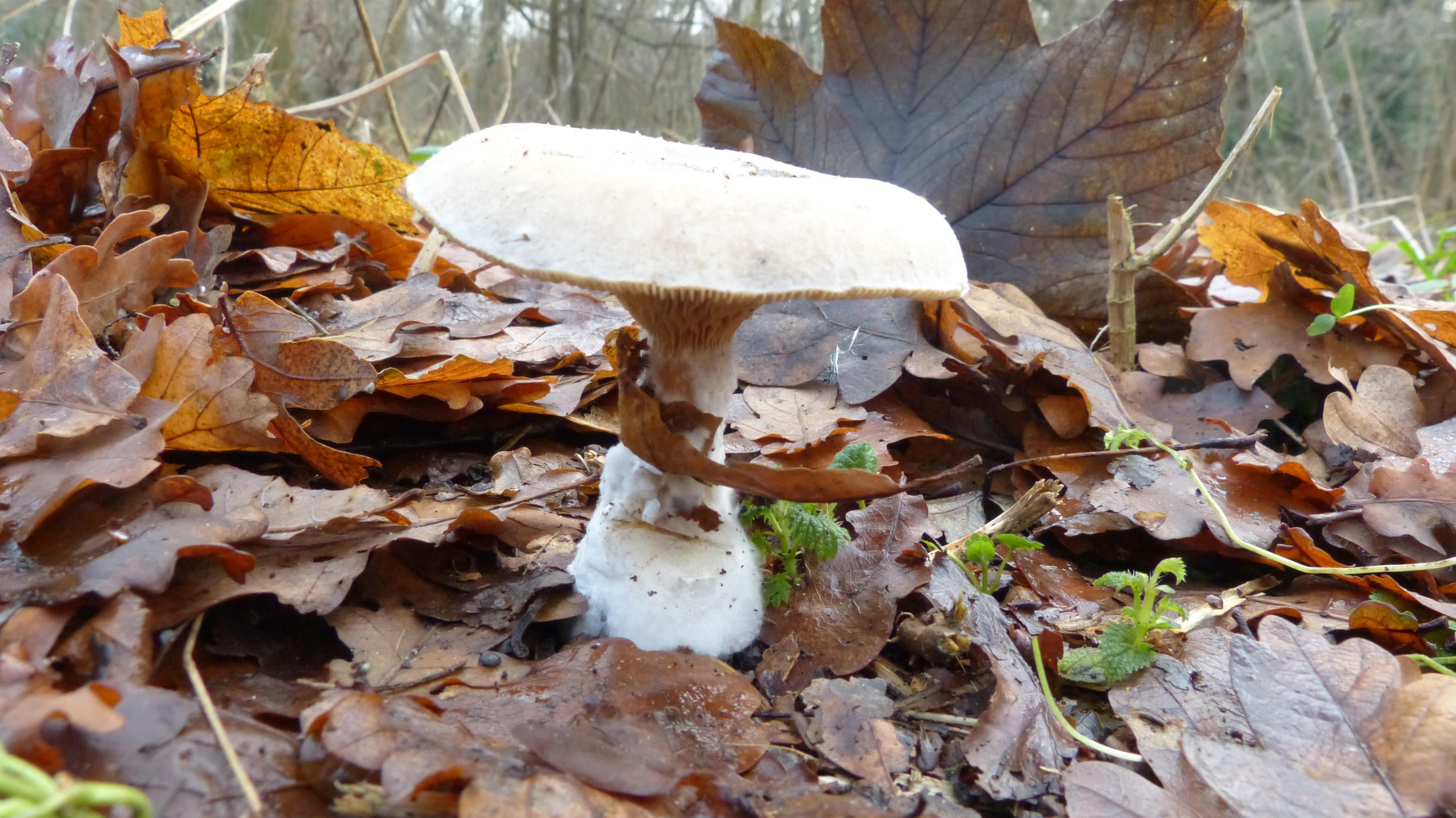 Welke paddenstoel is dit?